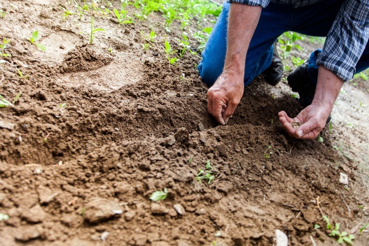 A gardener digging soil and planting seeds.