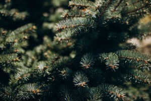 Fir tree branch with needles