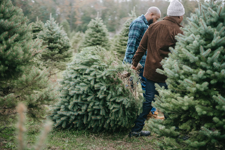 Two men picking their own tree at a Christmas tree farm.
