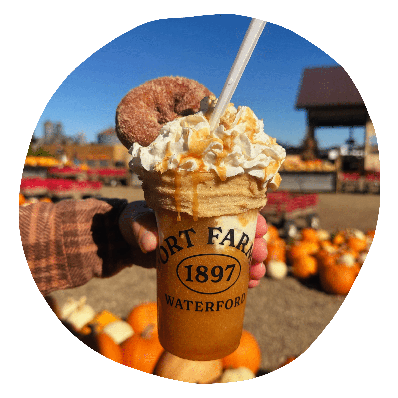 Pumpkin coffee with whipped cream on top. Pumpkins in background.